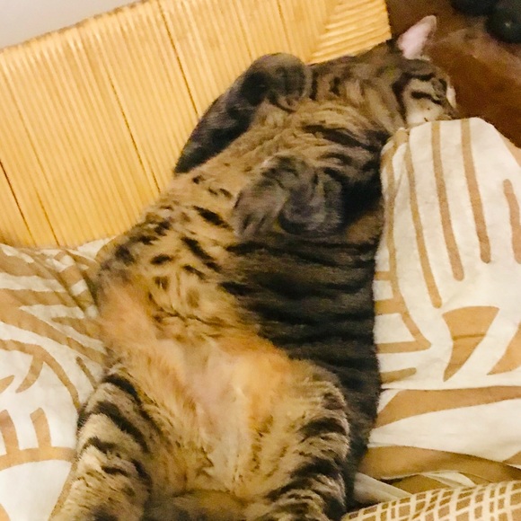 Meet your Posher, Elisa - Picture 1 of 1